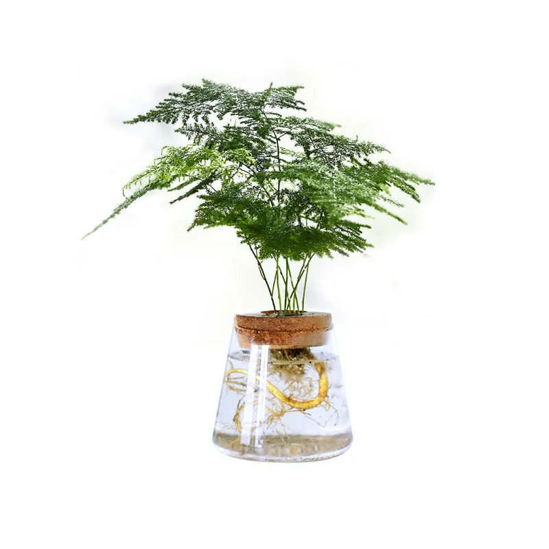 Custom Household Office Hydroponics Plants Glassware Home Decoration Multi Shape Glass Vase With Wooden Cover