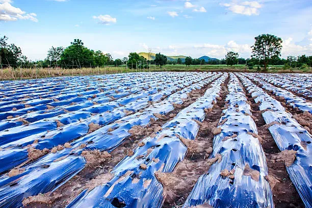 China 180 200 Micron Transparent Roof Cover Poly Plastic Greenhouse Film Roll For Green House Greenhouse Film