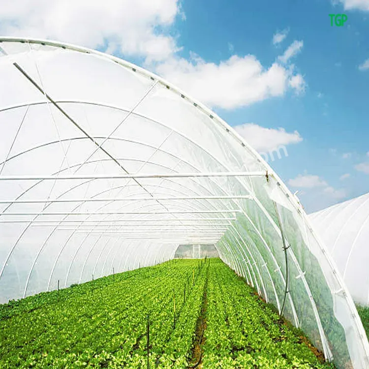 China Agricultural Single Span Pe/po Film Plastic Tunnel Greenhouse For Tomato