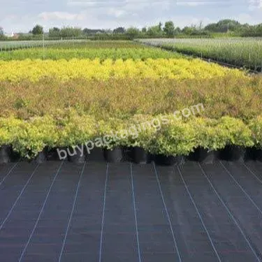 China Black Virgin Pp Plastic Ground Cover Weed Mat