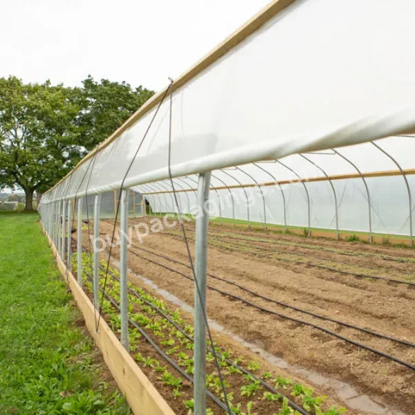 China Custom Agricultural Plastic Film Cover Low Cost Economic Tunnel Greenhouse For Vegetable