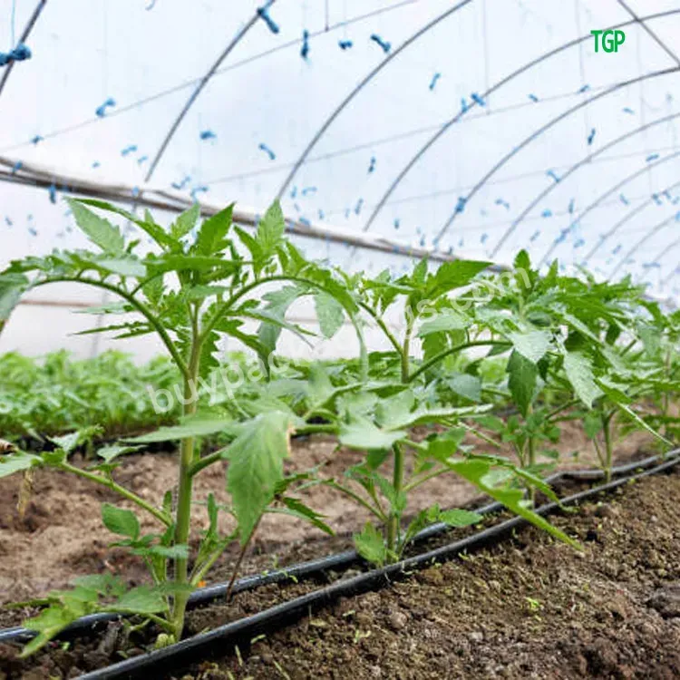 China Custom Uv Treated Single-span Film Plastic Tunnel Agricultural Greenhouses - Buy Agricultural Greenhouses Film,Uv Plastic Sheets Greenhouse,Uv Treated Single-span Film.